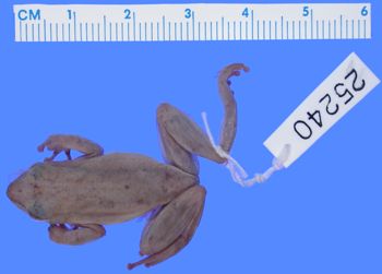 Media type: image; Herpetology A-25240